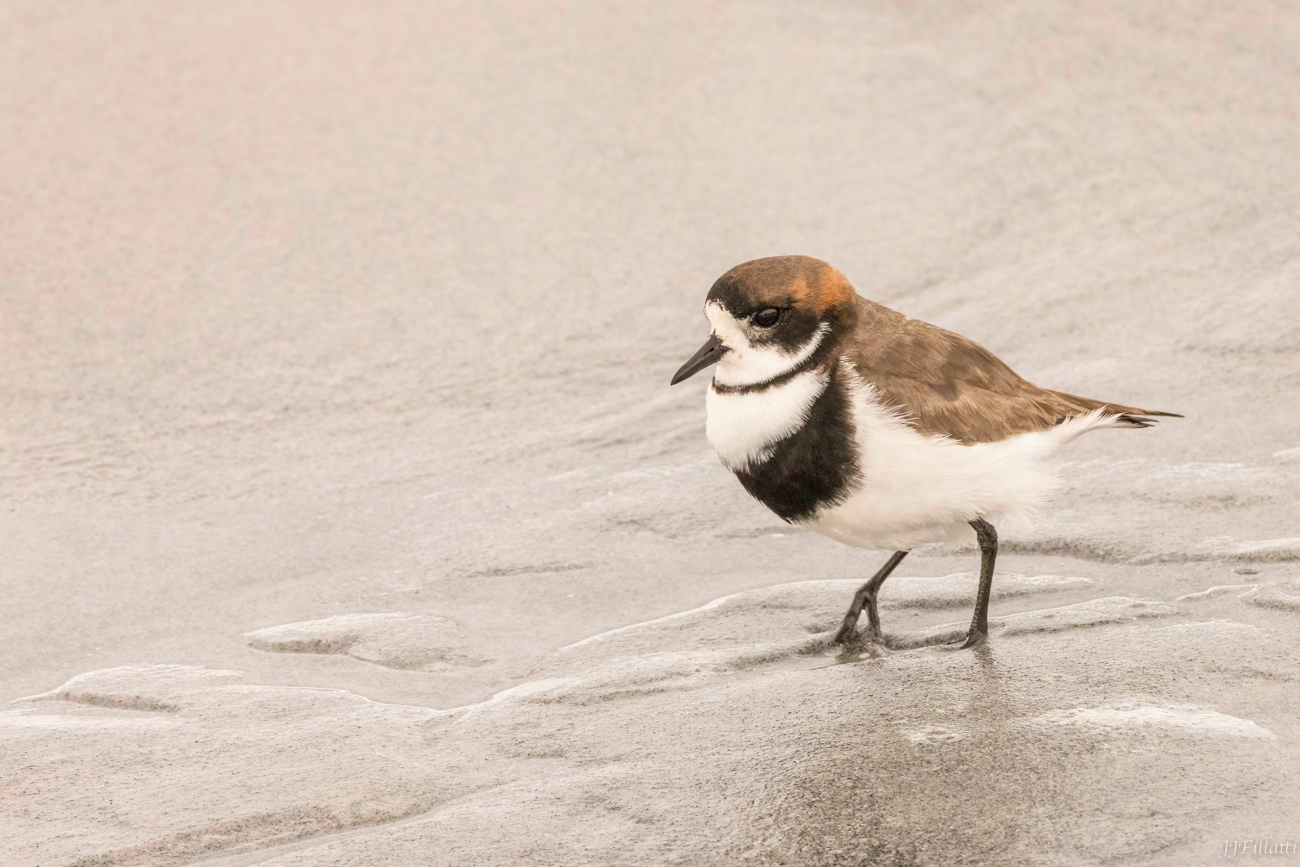 bird of the falklands image 77